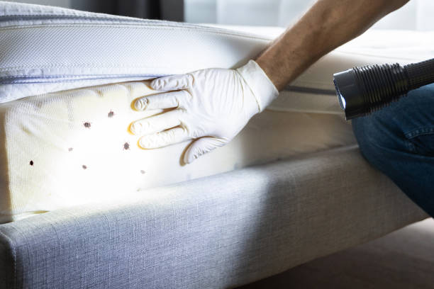Best Local Pest Control Services  in Verdigris, OK
